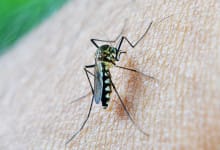 Teknologi Nyamuk Ber-Wolbachia, Solusi Cerdas untuk Mengatasi Demam Berdarah di Musim Hujan 27 nyamuk Wolbachia