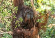 Geopix Anggap Pemberian Hewan Liar ke India Tidak Bermanfaat 58 Bericuan