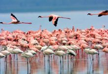 5 Fakta Menarik Danau Urmia, Danau Terbesar Timur Tengah 27 Bericuan