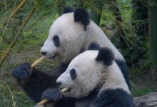 Bagaimana Panda Berubah Menjadi Pemakan Bambu? 44 Bericuan