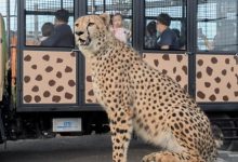 Harga Tiket Lembang Park and Zoo Januari 2026 26 Bericuan
