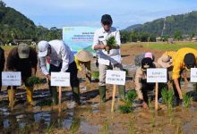 Sumut Rebut Sawah Terdampak Banjir 37.318 Ha 3 Bericuan