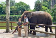 Resmi Berhenti Lakukan Aktivitas Gajah Tunggang, Bali Zoo Perkuat Kesejahteraan Satwa 4 Bericuan