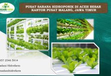 Menanam Harapan di Aceh Besar: AGROHOPE Perkenalkan Hidroponik untuk Remaja 7 Bericuan