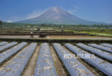 PI Niaga-SHS kerjasama distribusi benih padi 12 Bericuan
