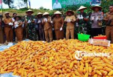Bupati Sorong Selatan Ikut Panen Jagung Bersama Yonif TP 807, Dorong Kemandirian Pangan 49 Bericuan
